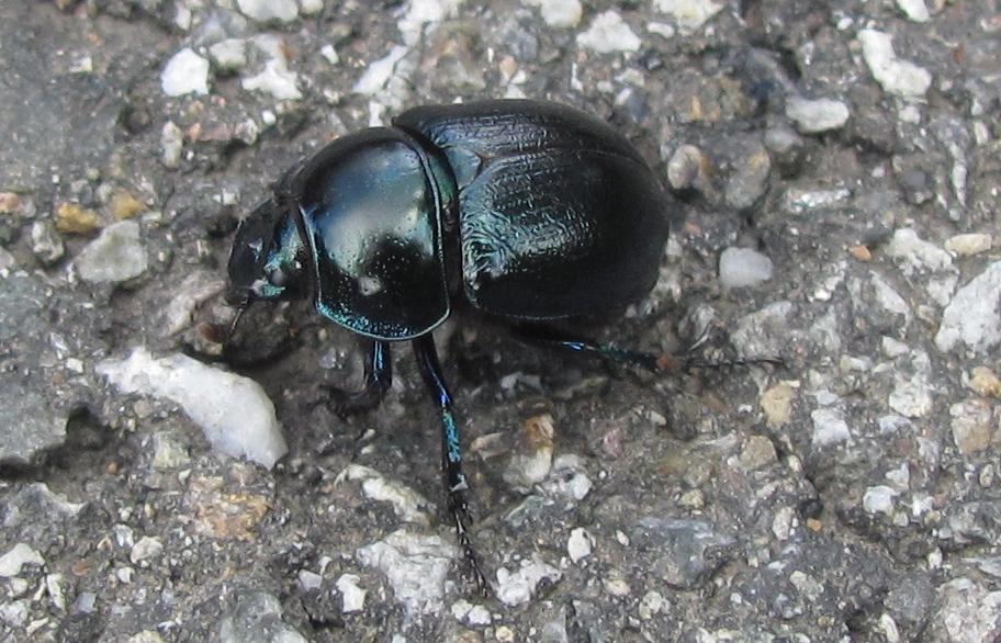 Coleottero da ID - Anoplotrupes stercorosus??